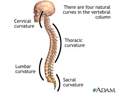 The Natural Curves of the Spine