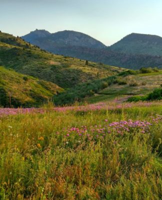 Wildflowers_in_White_Ranch_Open_Space