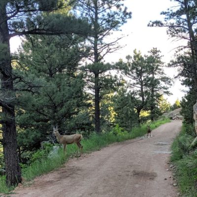 Deer_On_Fowler_Trail