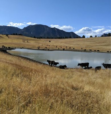 Cows_at_Flatirons_Vista_Pond