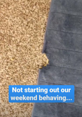 Bite_Out_Of_Rug